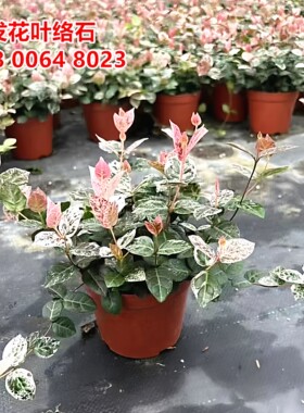 基地直销苗圃观赏植物含盆