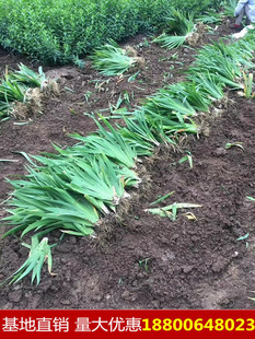 常绿鸢尾花苗蝴蝶兰陆地庭院景观宿根花卉耐寒耐旱四季鸢尾花卉