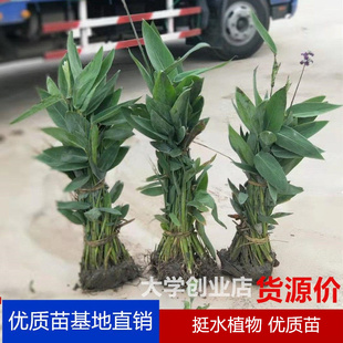 再力花苗鸢尾水生植物室外池塘河道绿化人工湿地挺水花卉净化水质