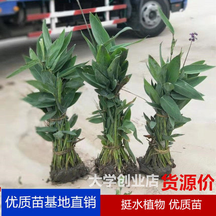 再力花苗鸢尾水生植物室外池塘河道绿化人工湿地挺水花卉净化水质