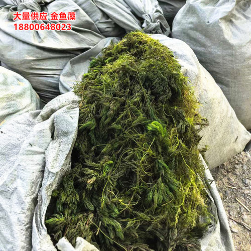 金鱼藻苗沉水植物金鱼藻袋苗盆苗净化水质金鱼藻水草轮叶黑藻苦草
