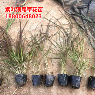 紫叶狼尾草花苗火焰狼尾草小杯苗盆苗袋苗紫叶芒草多年生宿根植物