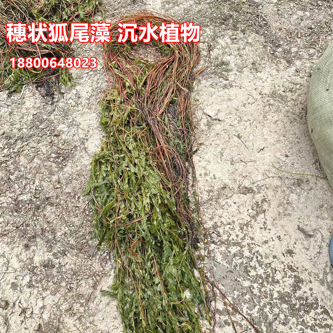 穗状狐尾藻苗沉水植物河道工程绿化水草净化水质池塘虾蟹水草