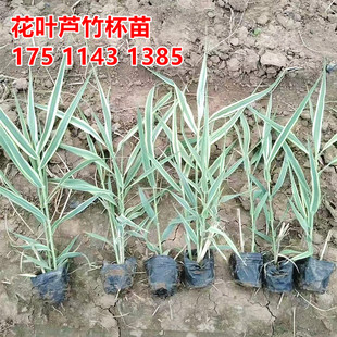 花叶芦竹苗杯苗带盆花叶芦苇花卉水生植物含盆挺水植物浮岛植物