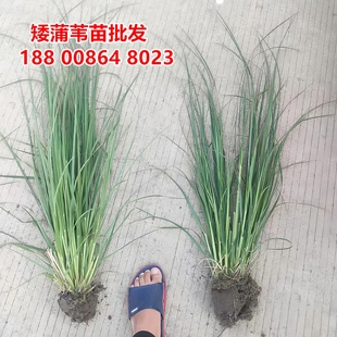 矮蒲苇苗多年生宿根耐旱耐寒观赏花草芒草水生湿地种植观赏花卉