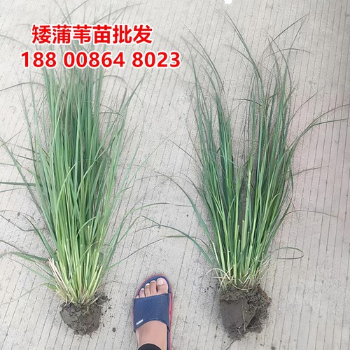 矮蒲苇苗多年生宿根耐旱耐寒