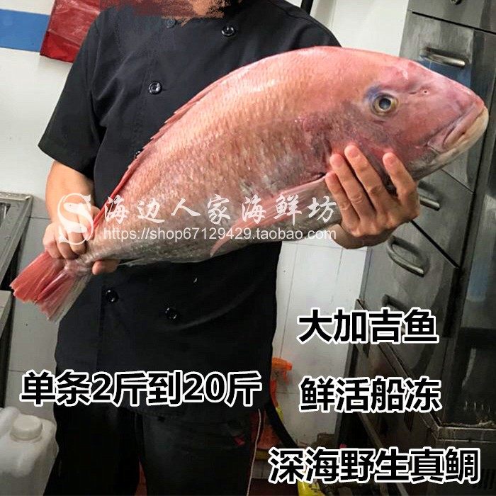 海边人家深海真鲷鱼鲜活加吉鱼新鲜冷冻铜盆鱼海鲜水产品11斤重