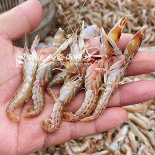 3斤嘎巴虾鲜活冷冻叮当虾新鲜夹板虾冻虾鼓虾狗虾海鲜冻虾倒爬虾