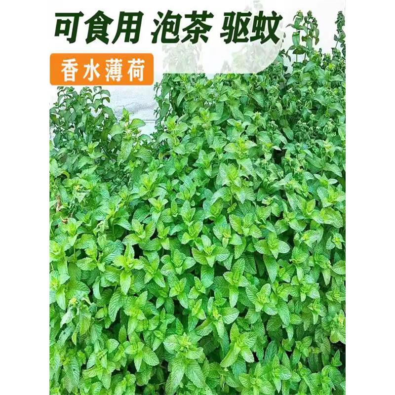 可食用薄荷种籽子室内室外盆栽留兰香柠檬猫薄荷四季播种苗花种子