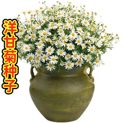 罗马洋甘菊种子多年生小白菊泡水提炼精油可切花阳台盆栽庭院种植