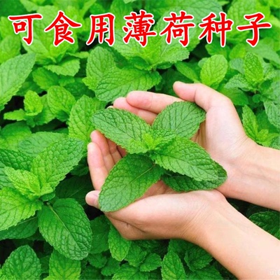 薄荷种籽子可食用四季种植种子香水留兰香猫薄荷驱蚊室内阳台盆栽