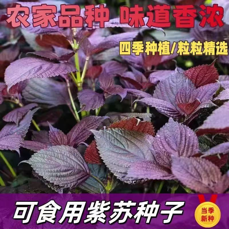 紫苏种子可食用双面红紫苏大叶紫苏种子四季耐热阳台盆栽蔬菜种子