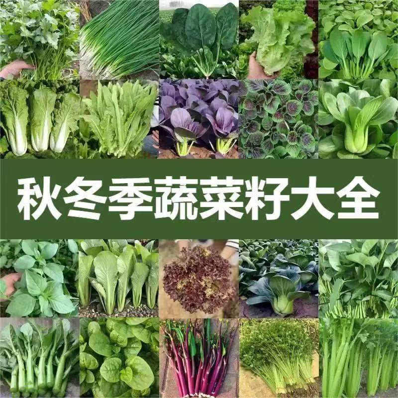 蔬菜种子大全青菜乌塌菜苏州青萝卜香菜四季种植葱上海青白菜菠菜,鲜花速递/花卉仿真/绿植园艺,家庭园艺种子,淘宝优惠券,粉丝福利购,淘宝优惠卷