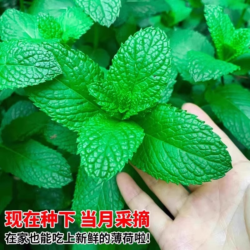 薄荷种籽子可食用四季种植香水留兰香猫薄荷驱蚊室内阳台盆栽花籽