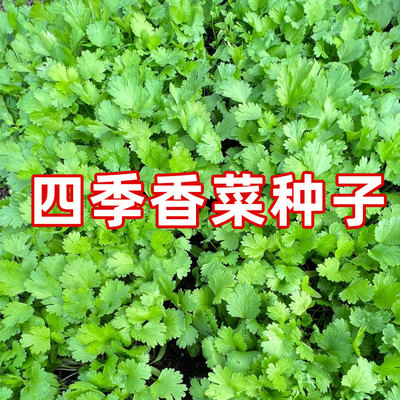 耐热香菜种子3天生大叶香菜籽种阳台四季蔬菜种子老品种小叶芫荽