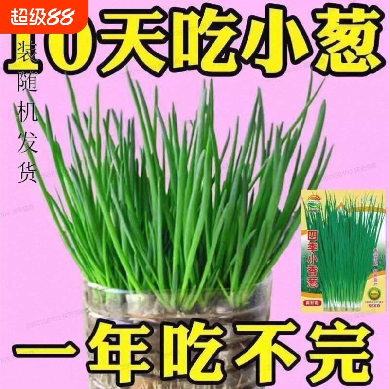 四季小香葱种子红葱种籽盆栽葱头种阳台庭院种植火分葱蔬菜种孑