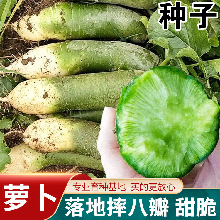 冰糖水果萝卜种子种籽子天津沙窝甜脆潍县罗卜籽种青四季孑糖心,鲜花速递/花卉仿真/绿植园艺,家庭园艺种子,淘宝优惠券,粉丝福利购,淘宝优惠卷