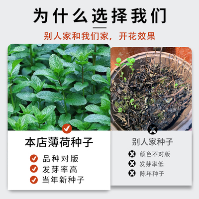 可食用薄荷种子留兰香柠檬苗猫薄荷四季播种室内阳台盆栽花种籽子