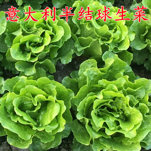 意大利全年生菜种子包心西生菜种籽大速生阳台菜田种植四季播玻璃