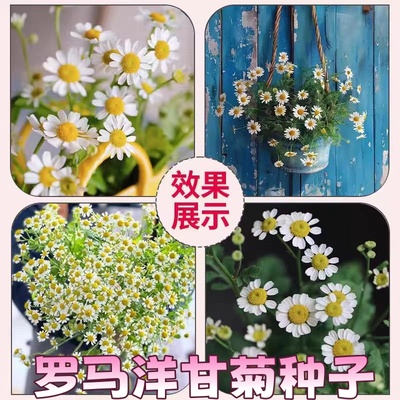 罗马洋甘菊种子四季播种开花爆盆花卉盆栽庭院小雏菊花种籽子