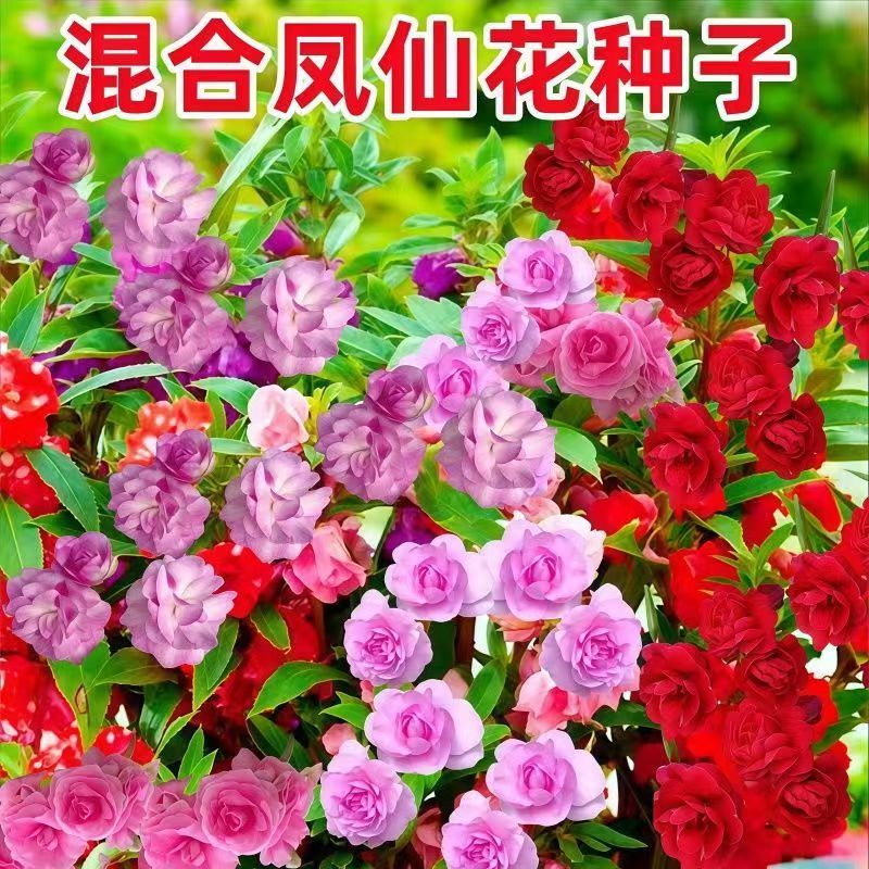 凤仙花种籽子四季播种开花庭院阳台易活室内七彩格桑花种孑