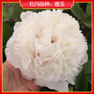 牡丹【香玉】庭院地栽 阳台盆栽 菏泽正宗观赏牡丹花苗