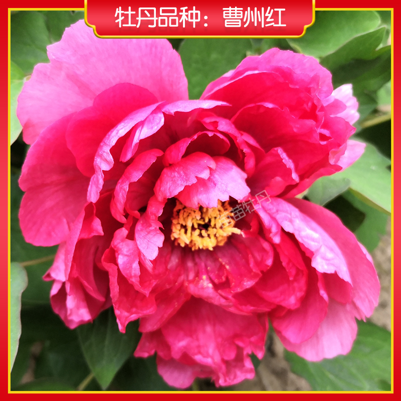 【曹州红】菏泽正宗牡丹花苗 庭院地栽木本花卉 红色系 包对版