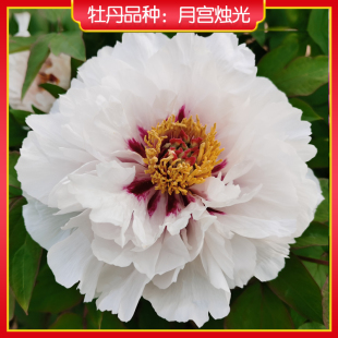 牡丹【月宫烛光】庭院地栽 阳台盆栽 菏泽正宗观赏牡丹花苗