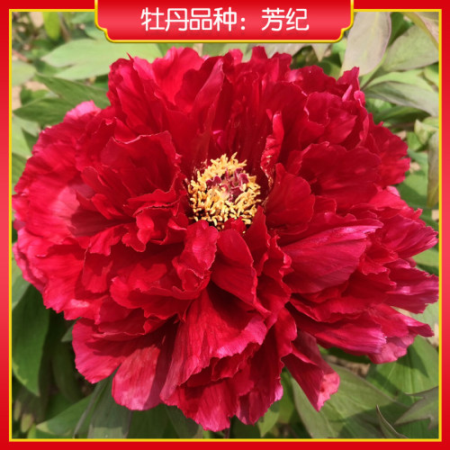 牡丹【芳纪】庭院地栽 阳台盆栽 菏泽正宗观赏牡丹花苗