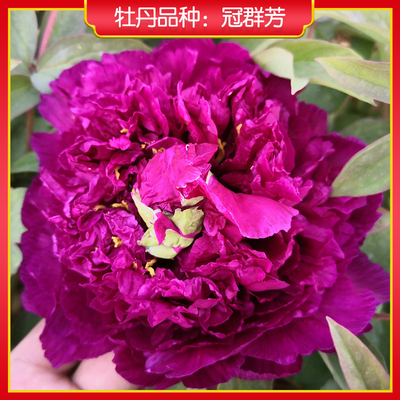 牡丹【冠群芳】庭院地栽 阳台盆栽 菏泽正宗观赏牡丹花苗