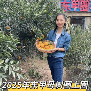 【东甲收藏级】100%东甲圈枝老树带果蹄小青大青大红皮茶枝柑