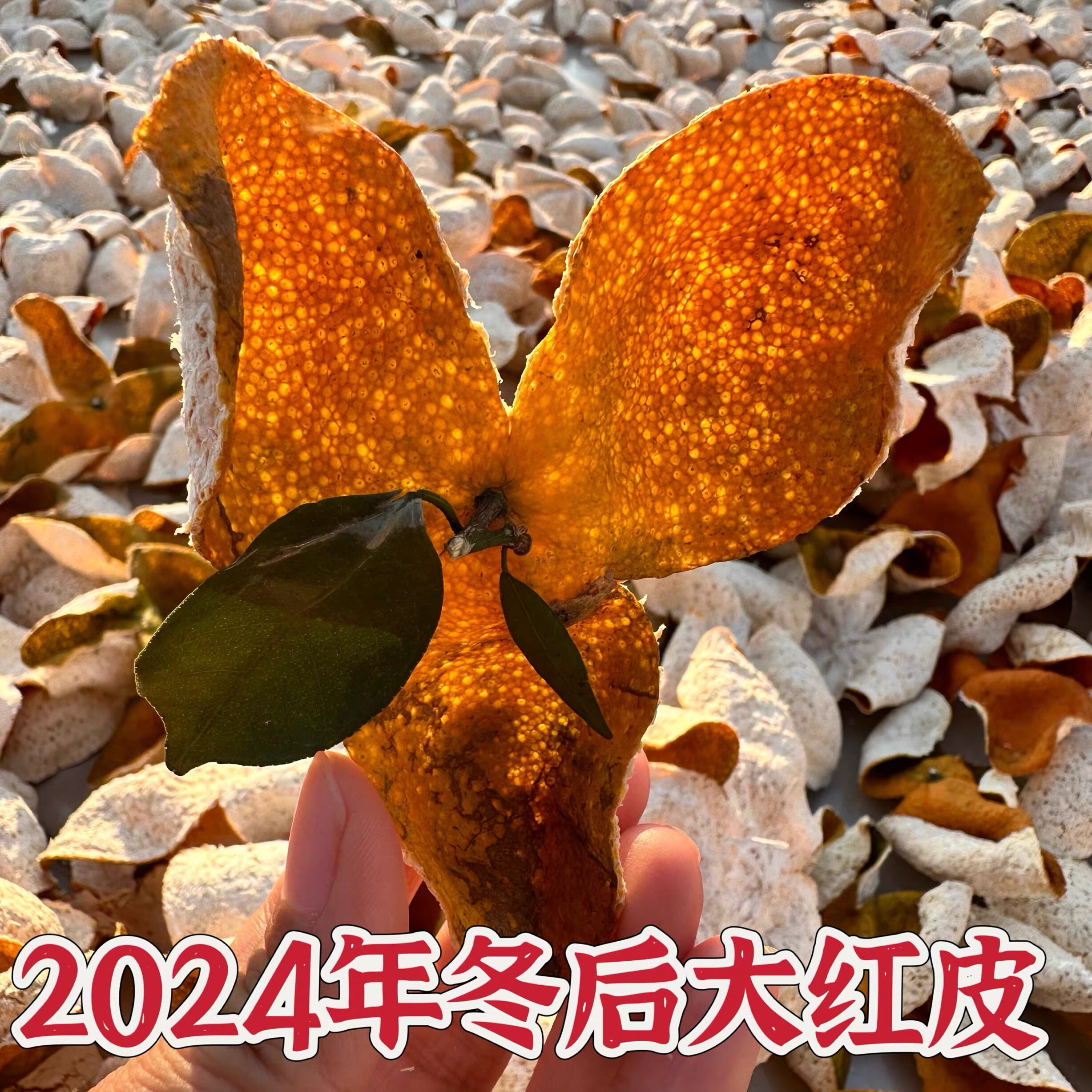 【天马冬后】正宗新会地道陈皮2025年天马圈枝冬后大红皮
