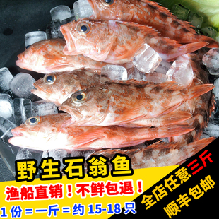 闽丰渔新鲜石翁鱼福建500克鲜活冷冻海钓虎头鱼小红斑鱼石九公鱼