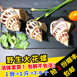 闽丰渔野生鲜活大花螺500g福建新鲜特大旺螺钱螺黄螺东风螺海螺