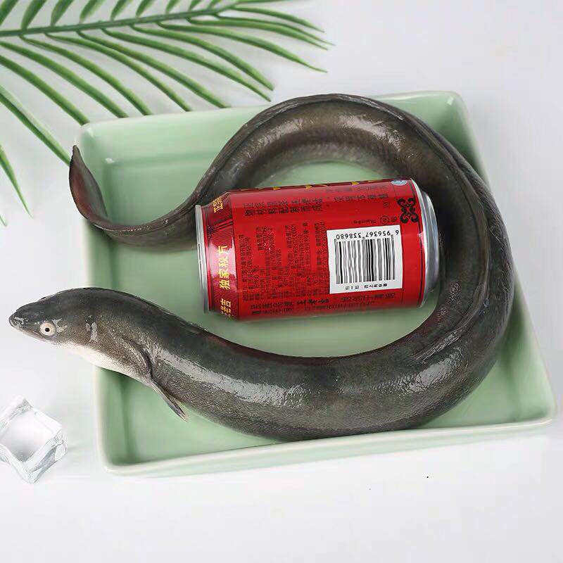 福建鲜活特大整条淡水河鳗鱼750g新鲜超大活体白鳝蛇鳗青鳝鳗鲡