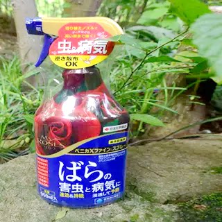 日本园艺月季蚧壳虫红蜘蛛叶面肥