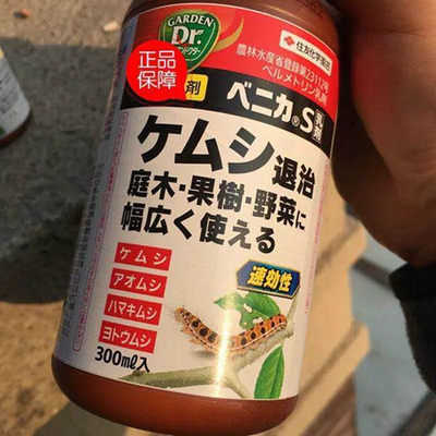 害虫日本园艺植物小菜蛾