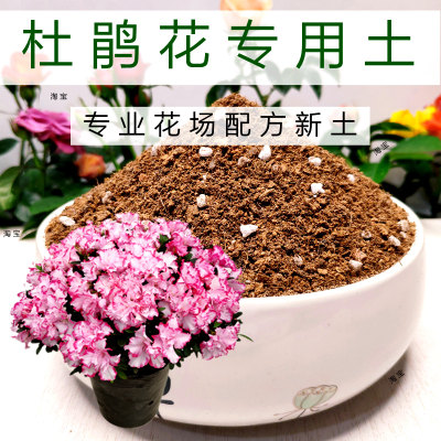 杜鹃花专用土绿植名贵盆栽热卖