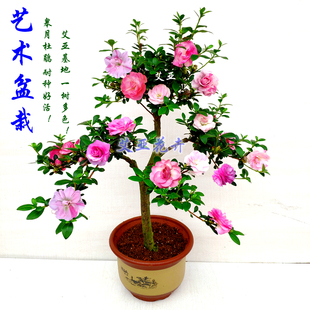 日本皋月杜鹃花品种鹃之舞夏鹃一树多色耐寒耐热庭院树桩艺术盆栽