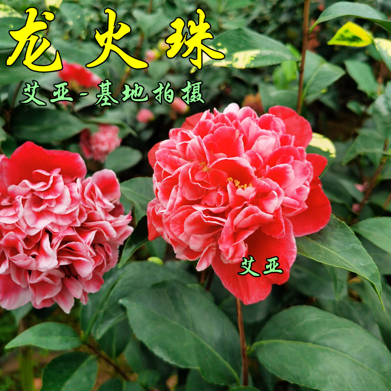 龙火珠茶花盆栽树苗福建名贵品种阳台好养花卉办公室客厅绿植精选