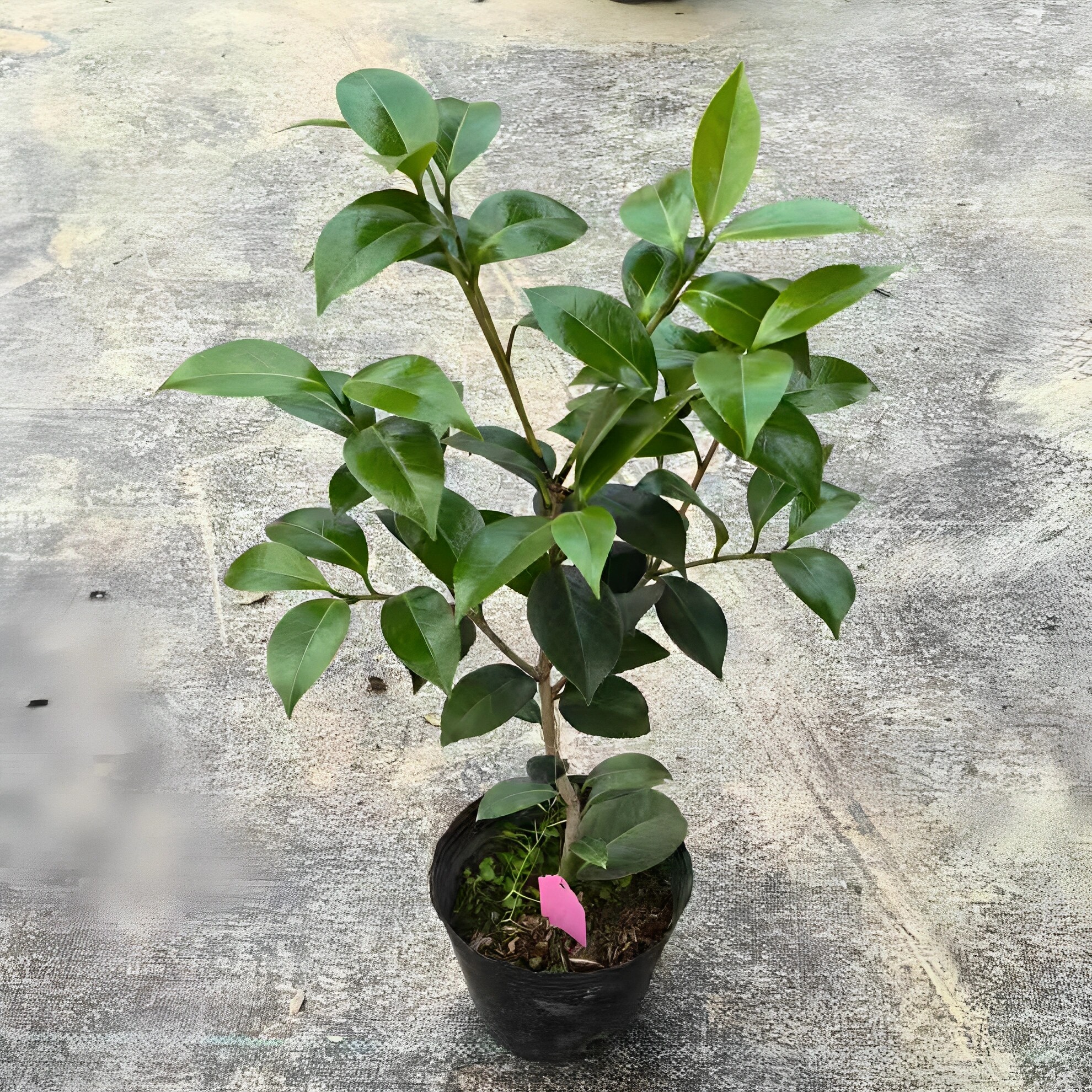 稀少的伊丽莎白山茶花品种名贵