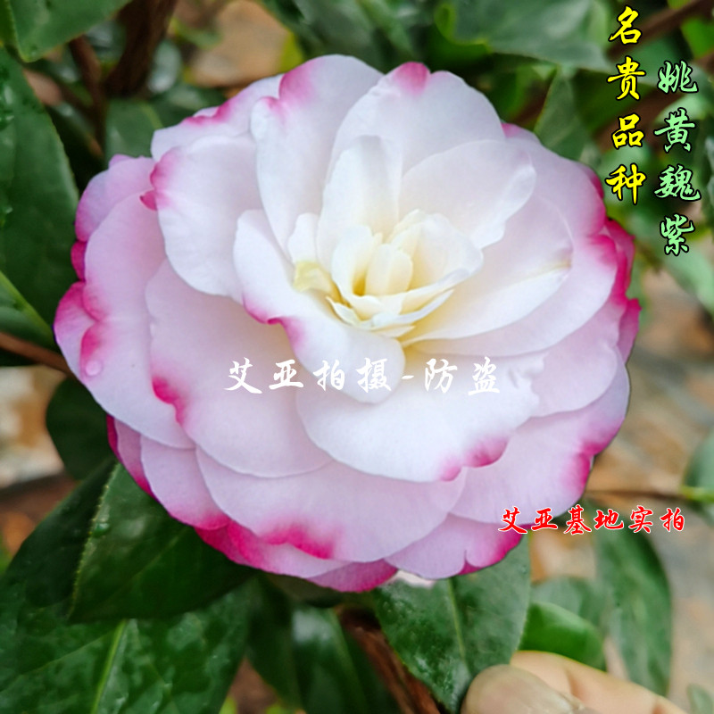 基地直营原盆原土正品对版！
