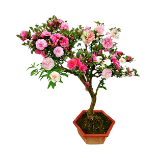 鹃之舞日本皋月杜鹃花盆栽苗稀有品种阳台名贵花卉庭院较耐热好养