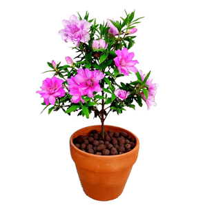 岸牡丹杜鹃花日本皋月名贵品种室内盆栽花卉绿植耐寒耐热好养精选