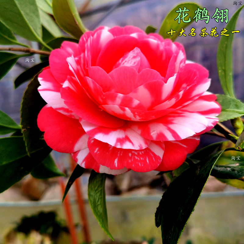 花鹤翎茶花盆栽树苗福建名贵经典老品种阳台山茶庭院花卉好养精选