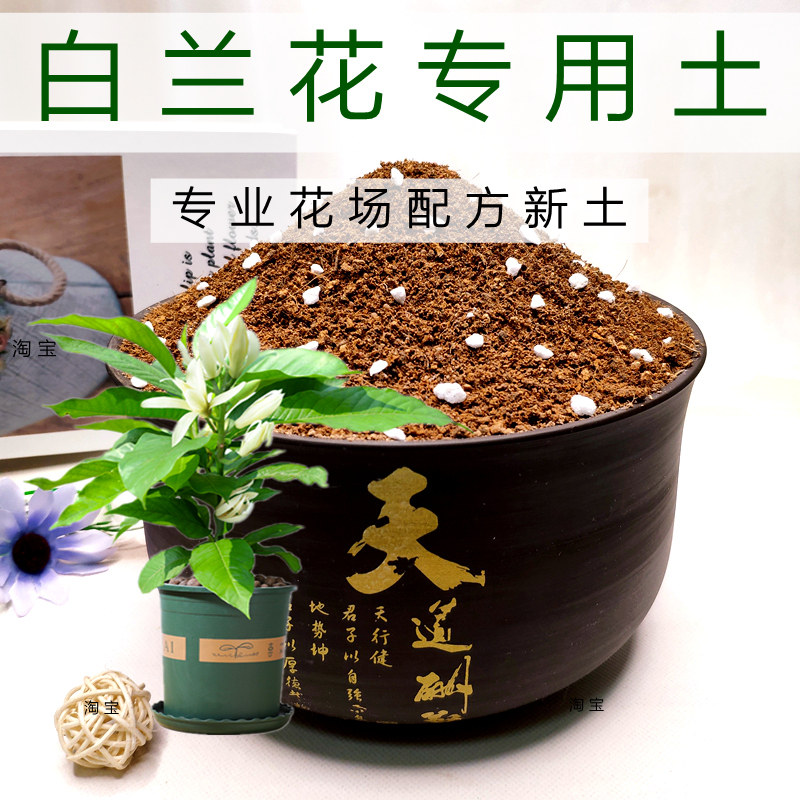 白兰花专用土嫁接黄苗树苗弱酸性图片
