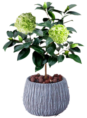 绿植可娜福建龙岩特惠精选山茶花