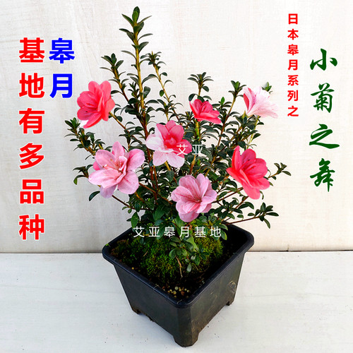 进口小菊之舞杜鹃花盆栽名贵品种