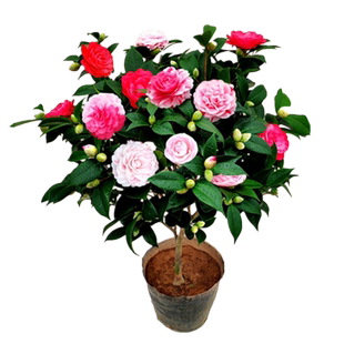 五色赤丹茶花盆栽树苗带花苞室内花卉阳台苗好养绿植四季长青精选
