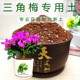 三角梅专用土大型绿植培植土壤弱酸性易出根梅花树苗通用型营养土